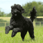 Labradoodle