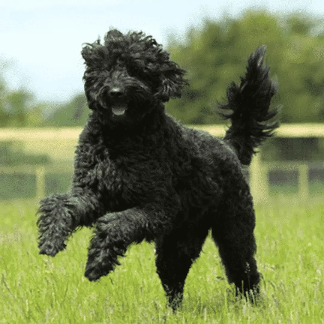 The Best Large Hybrid Dogs For Every Dog Lover!