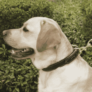 Orvis Dog Collars