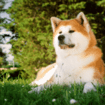 Akita