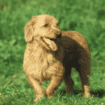 Basset fauve de Bretagne - medium dog breeds for families with kids