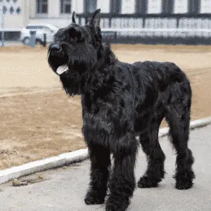 Big Dog Sizes That Don't Shed - Giant Schnauzer