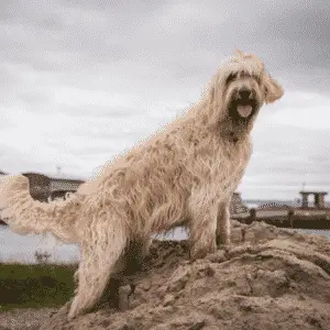 Big Dog Sizes That Don't Shed - Labradoodle