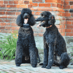 Big Dog Sizes That Don't Shed - Standard Poodle