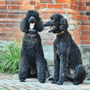 Big Dog Sizes That Don't Shed - Standard Poodle