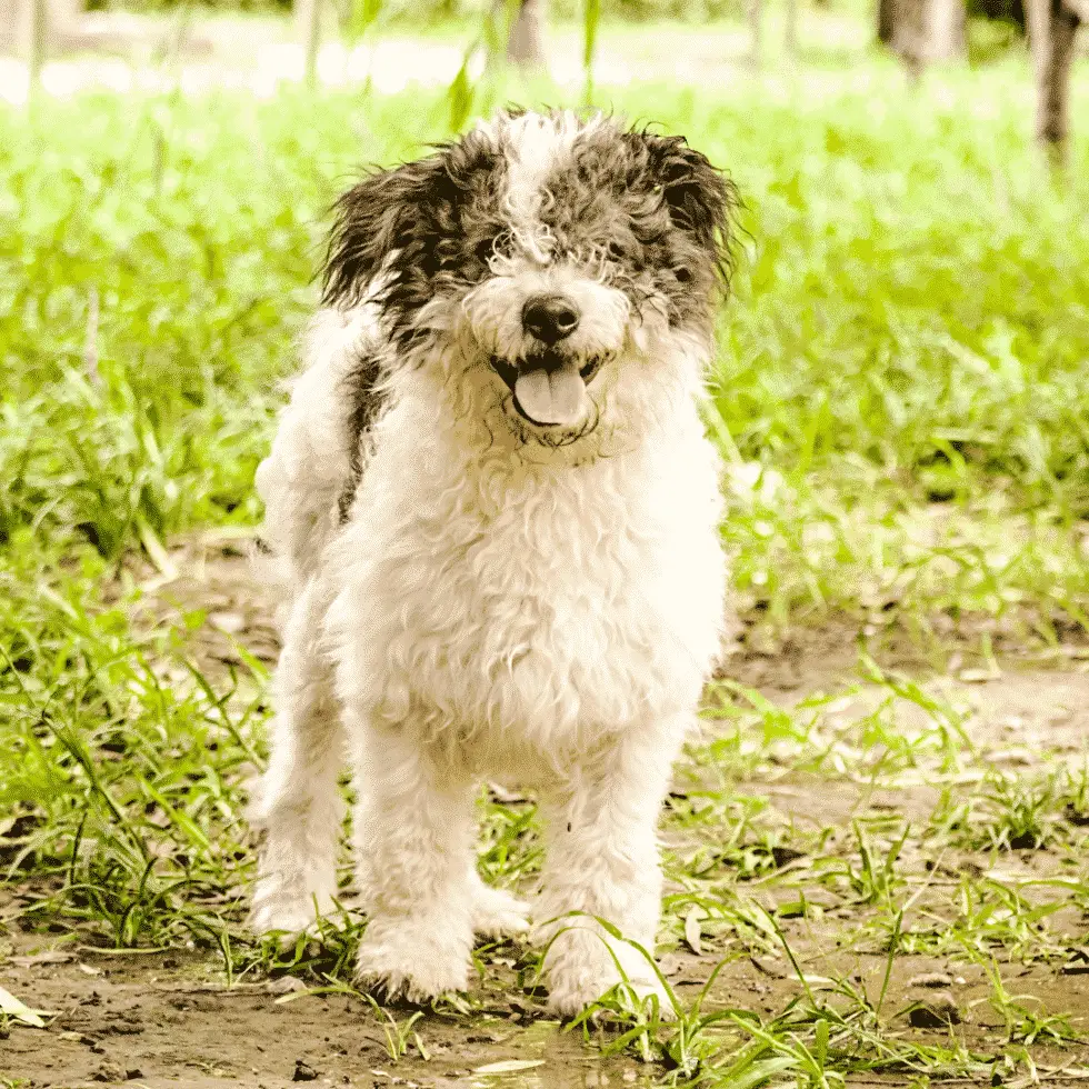 Best Small Hypoallergenic Dog Breeds for People with Allergies