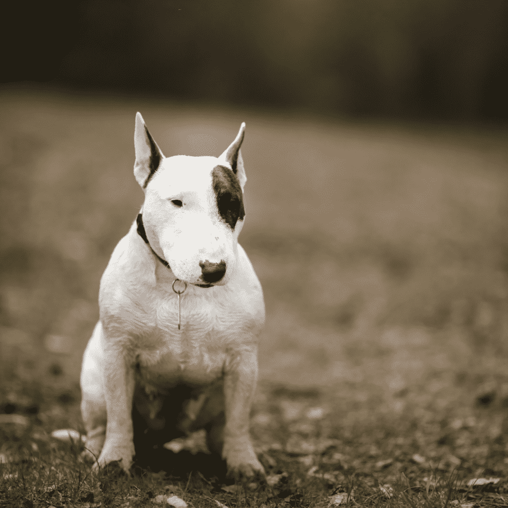 Bull Terrier - medium dog breeds for families with kids