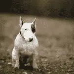 Bull Terrier - medium dog breeds for families with kids