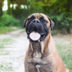 Bullmastiffs