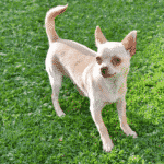 Chihuahua