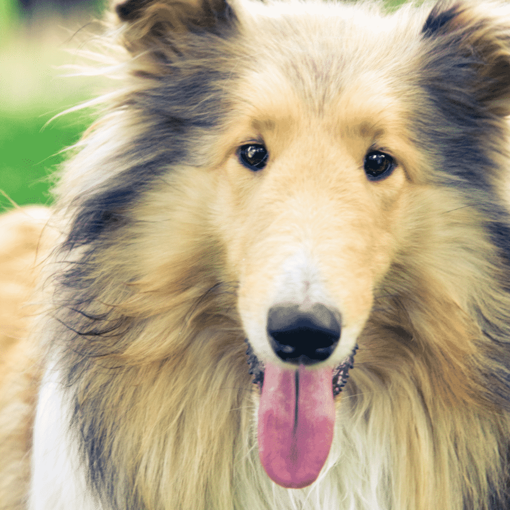 Collie - beste mittelgroße Hunde - beste mittelgroße Hunde