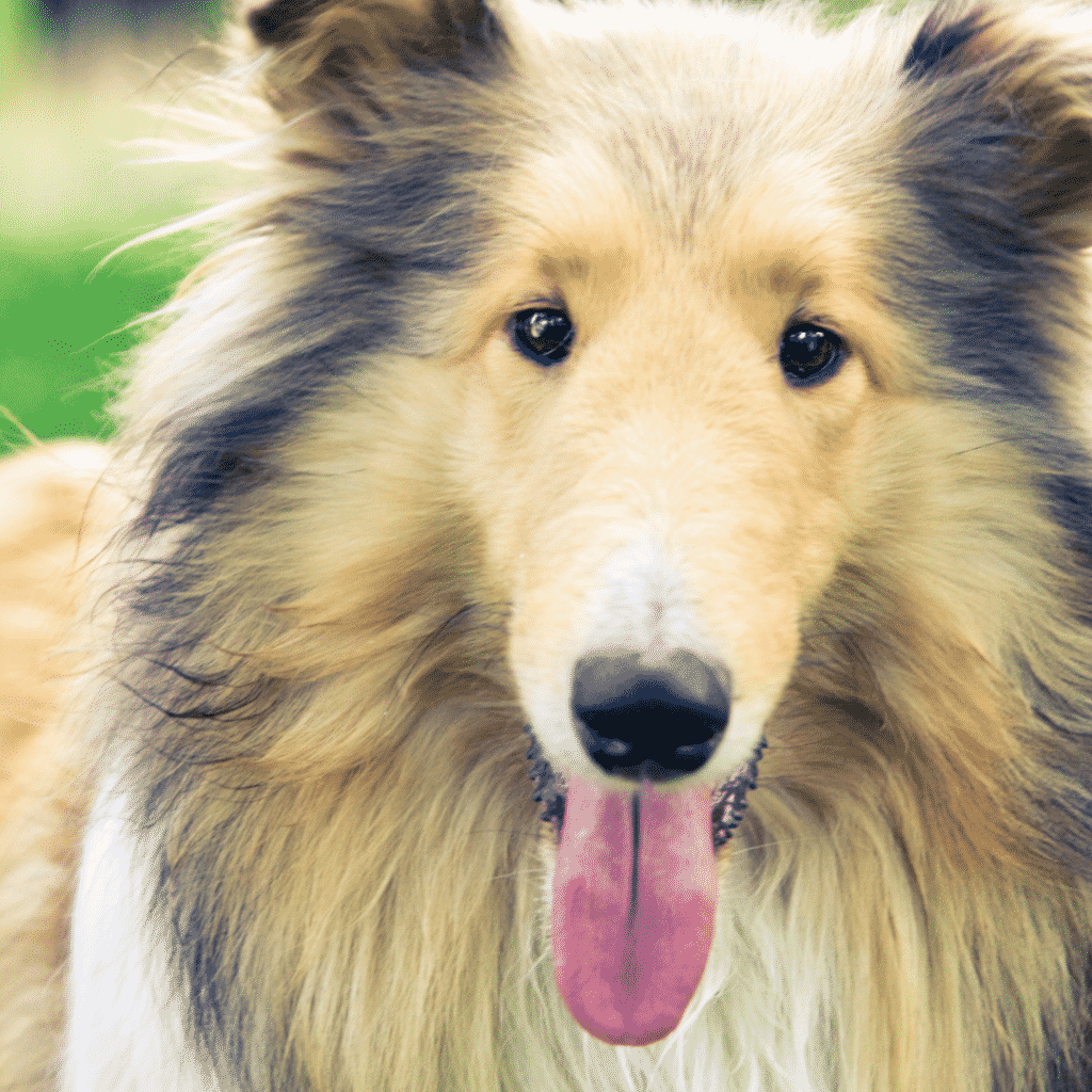 Collie - best medium sized dogs - best medium size dogs