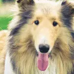 Best Medium-Sized Dogs - Part 2 Dogsized