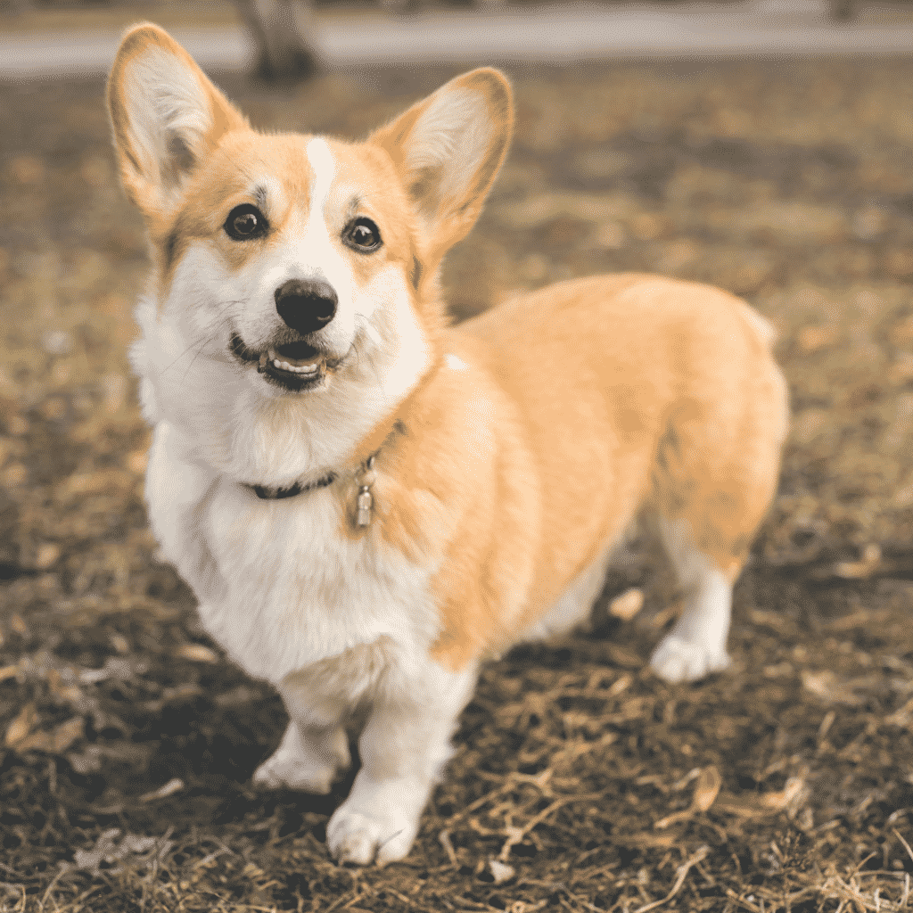 Corgi Medium Sized Dog