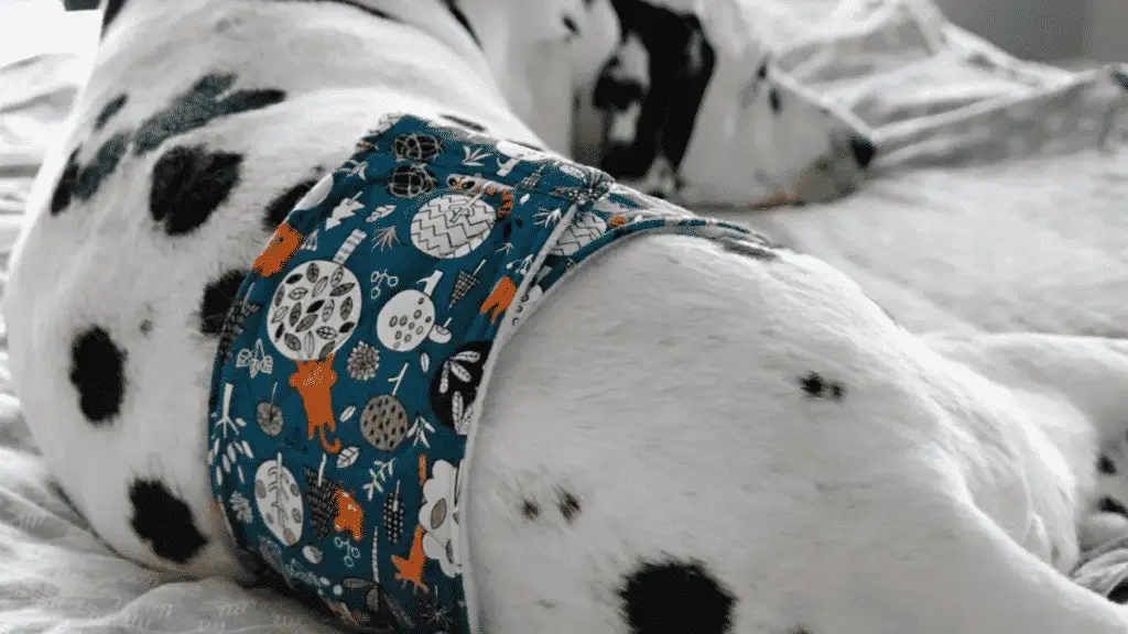 Dog Belly Bands