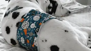 Difference Between Dog Diapers and Dog Belly Bands