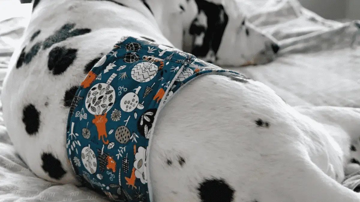 Dog Belly band