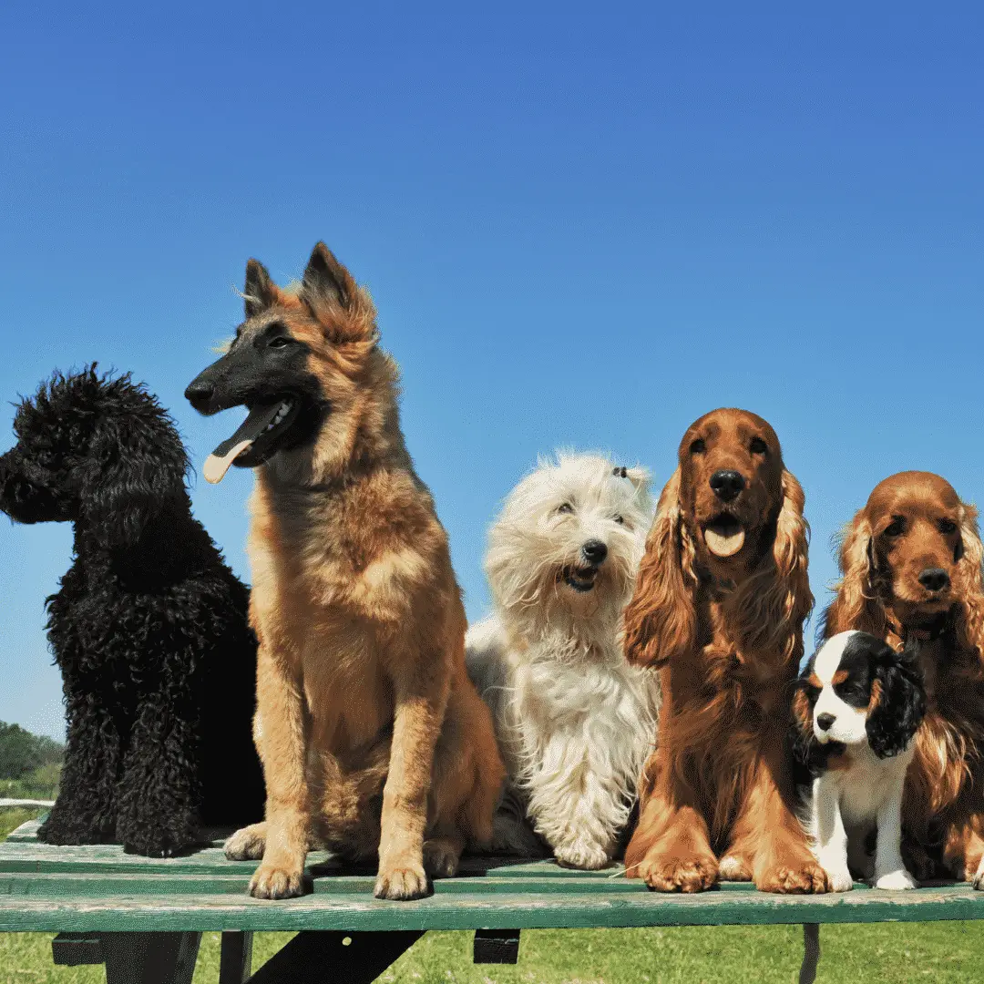 Dog Breeds - Dog DNA Test