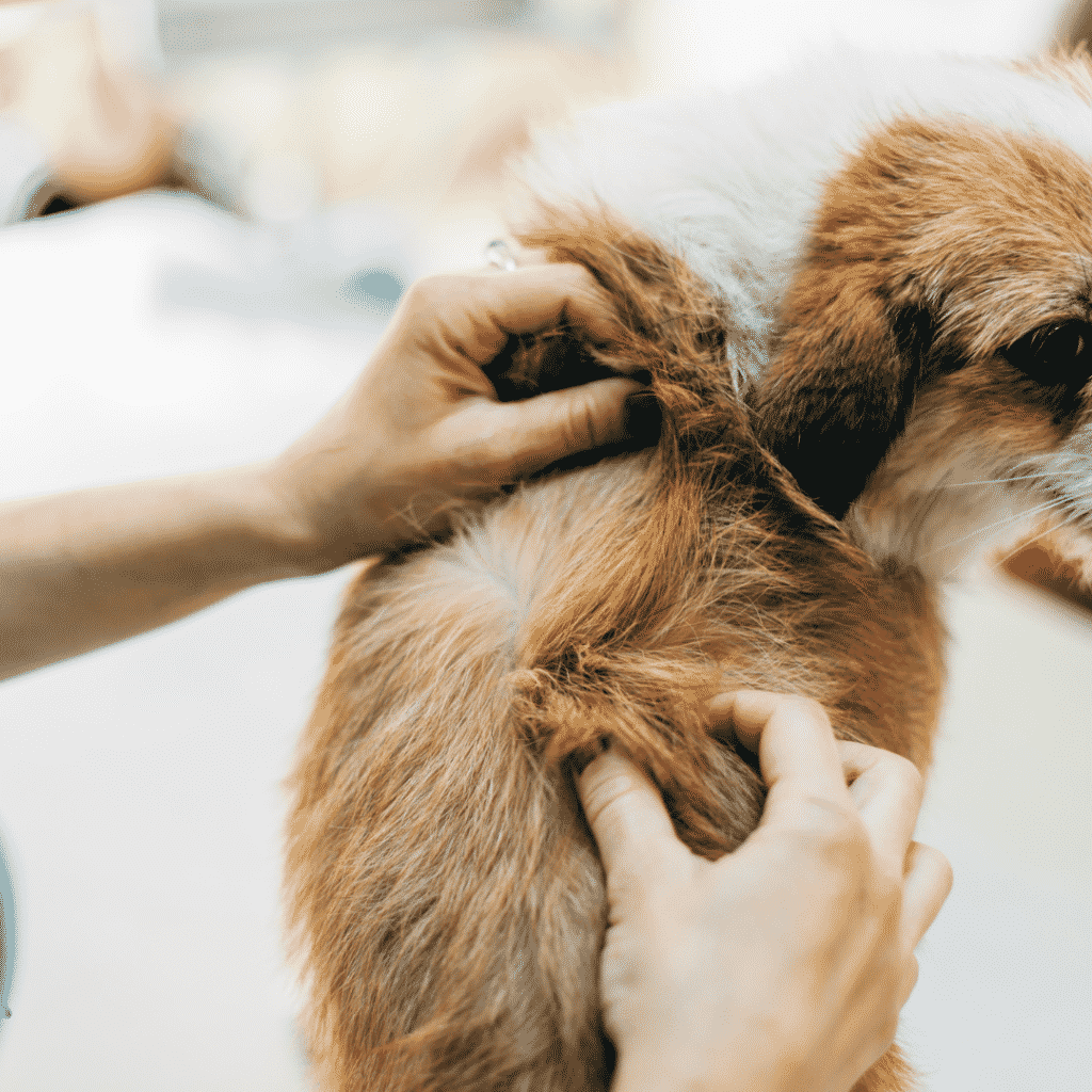 Control Dog Shedding