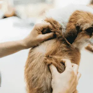 Dog shedding