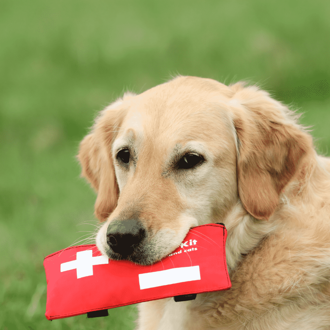 Que doit contenir une trousse de premiers secours pour chiens ?