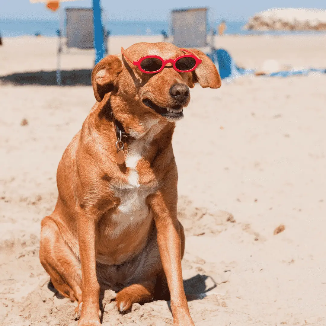Crème solaire pour chiens