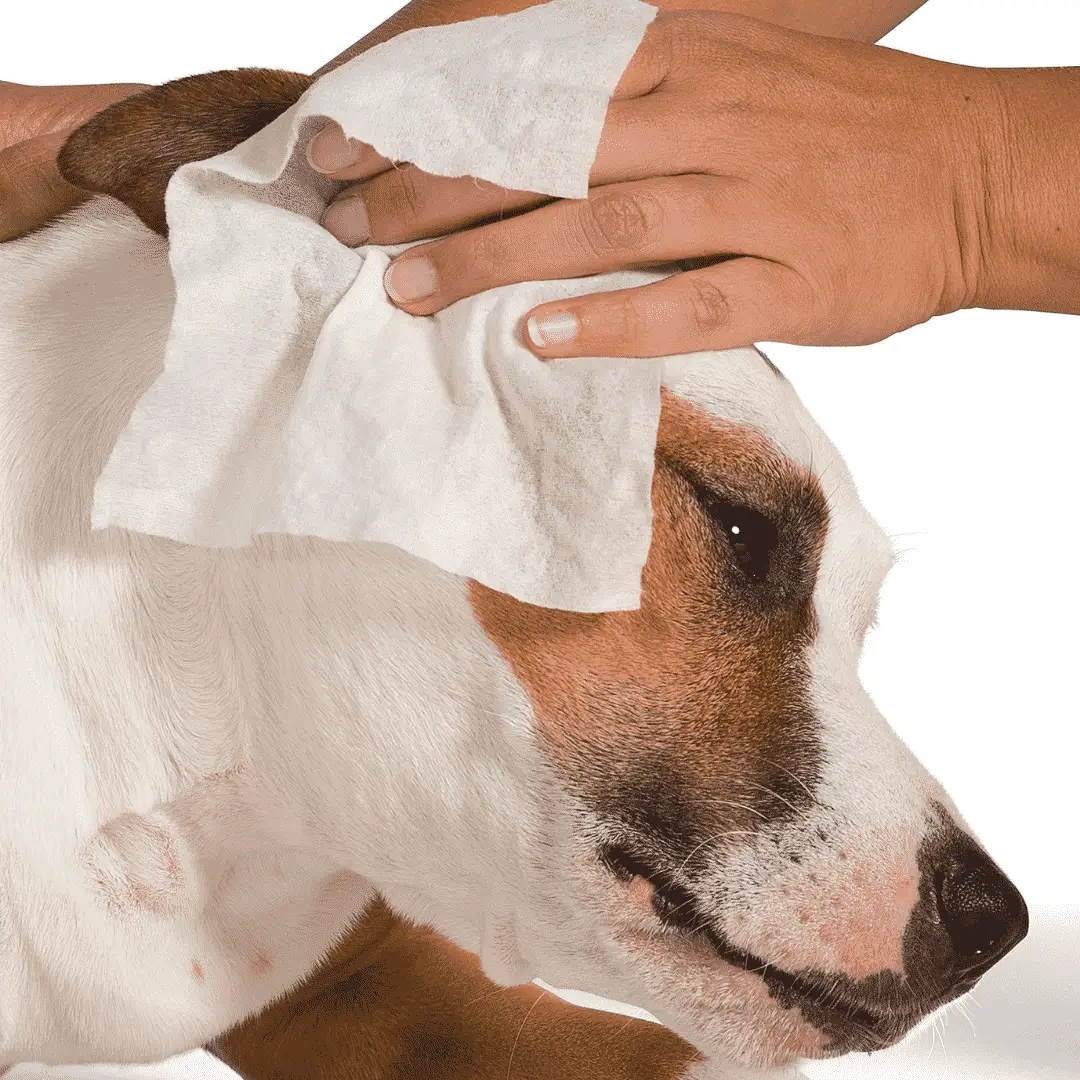 From Muddy Walks to Spills: Dog Wipes to the Rescue
