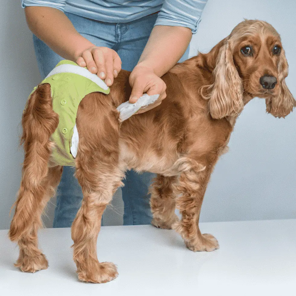 How to Choose the Right Size Dog Diaper or Dog Belly Band?