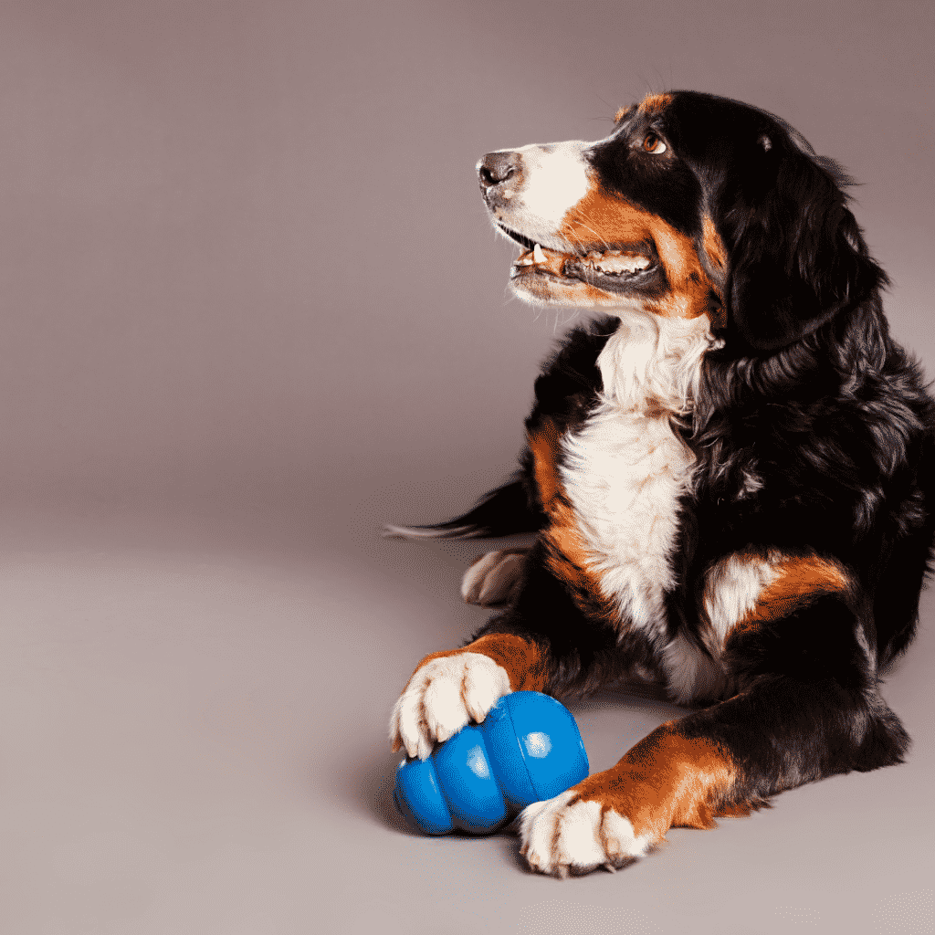 treat dispensing dog toys