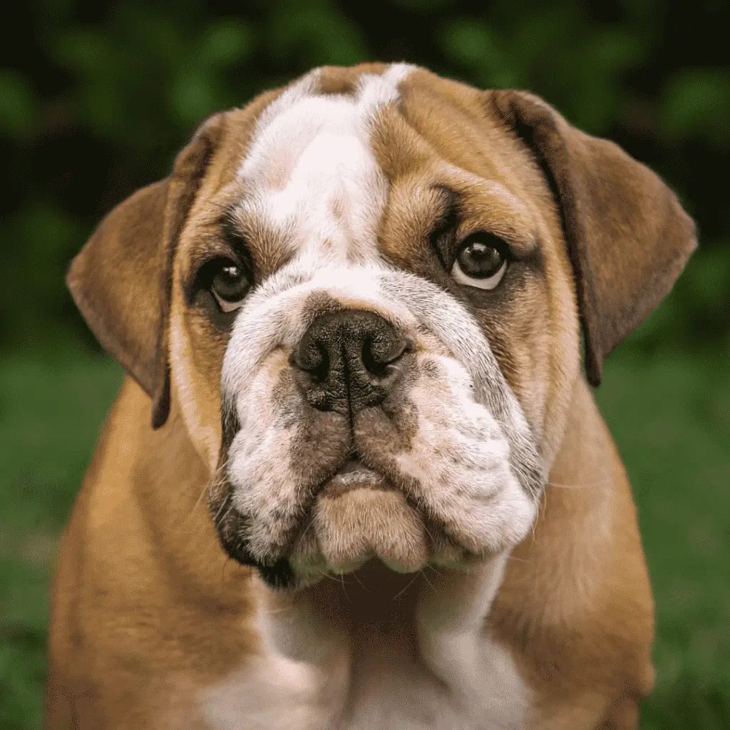 Bulldog anglais - chiens de taille moyenne