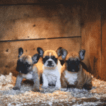 French Bulldogs