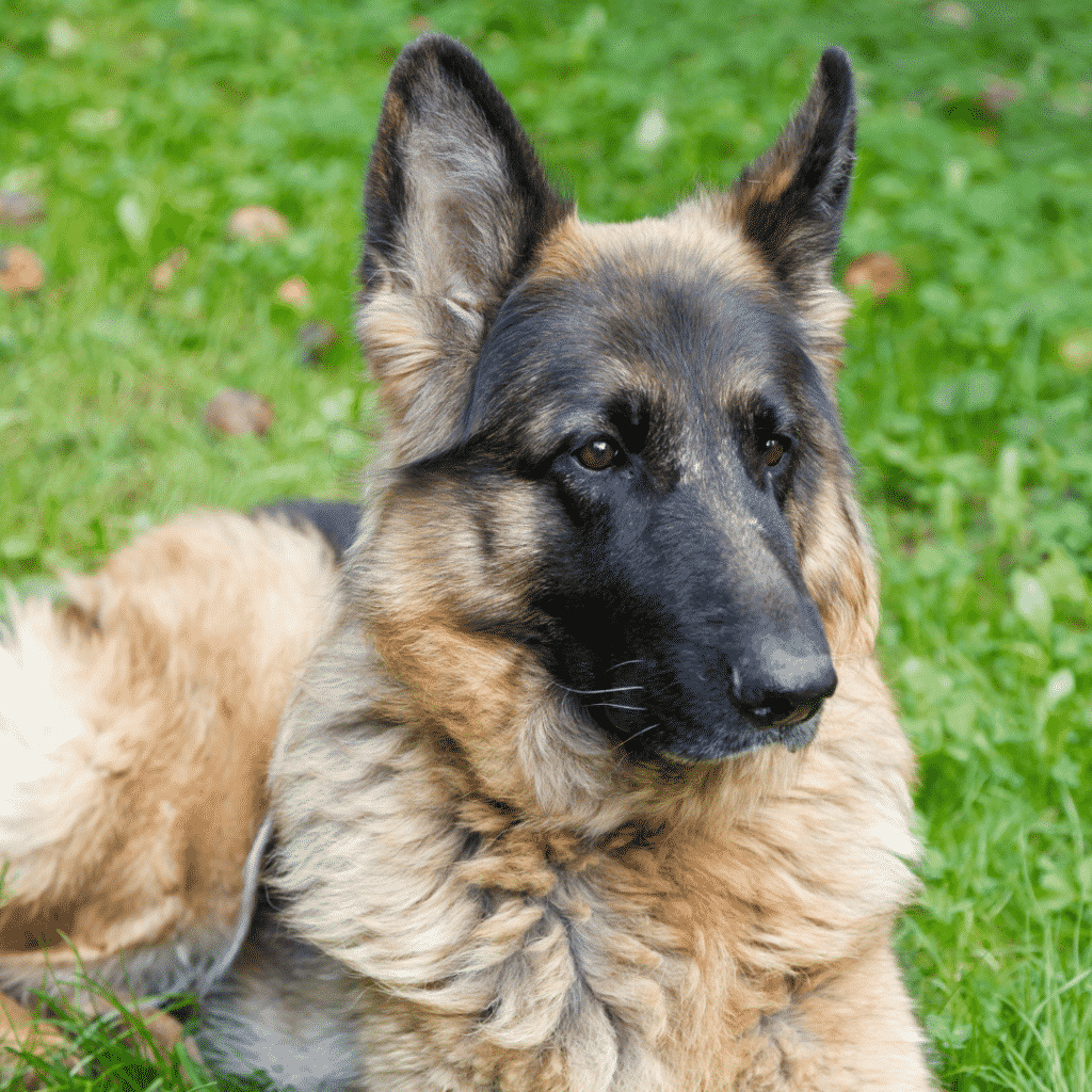 Top 10 Most Popular Dog Breeds - Dogsized