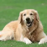 Golden Retriever - medium dog breeds for families with kids