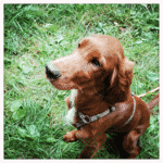 Irish Setter - medium dog breeds for families with kids