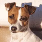 Jack Russel Terrier - Medium Dogs