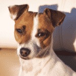 Jack Russel Terrier - Medium Dogs