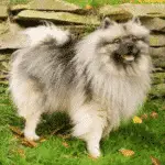 Keeshond  - medium dog breeds for families with kids