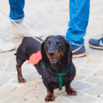 Miniature Dachsund