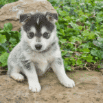 Pomsky - Hybrid Dog Breeds