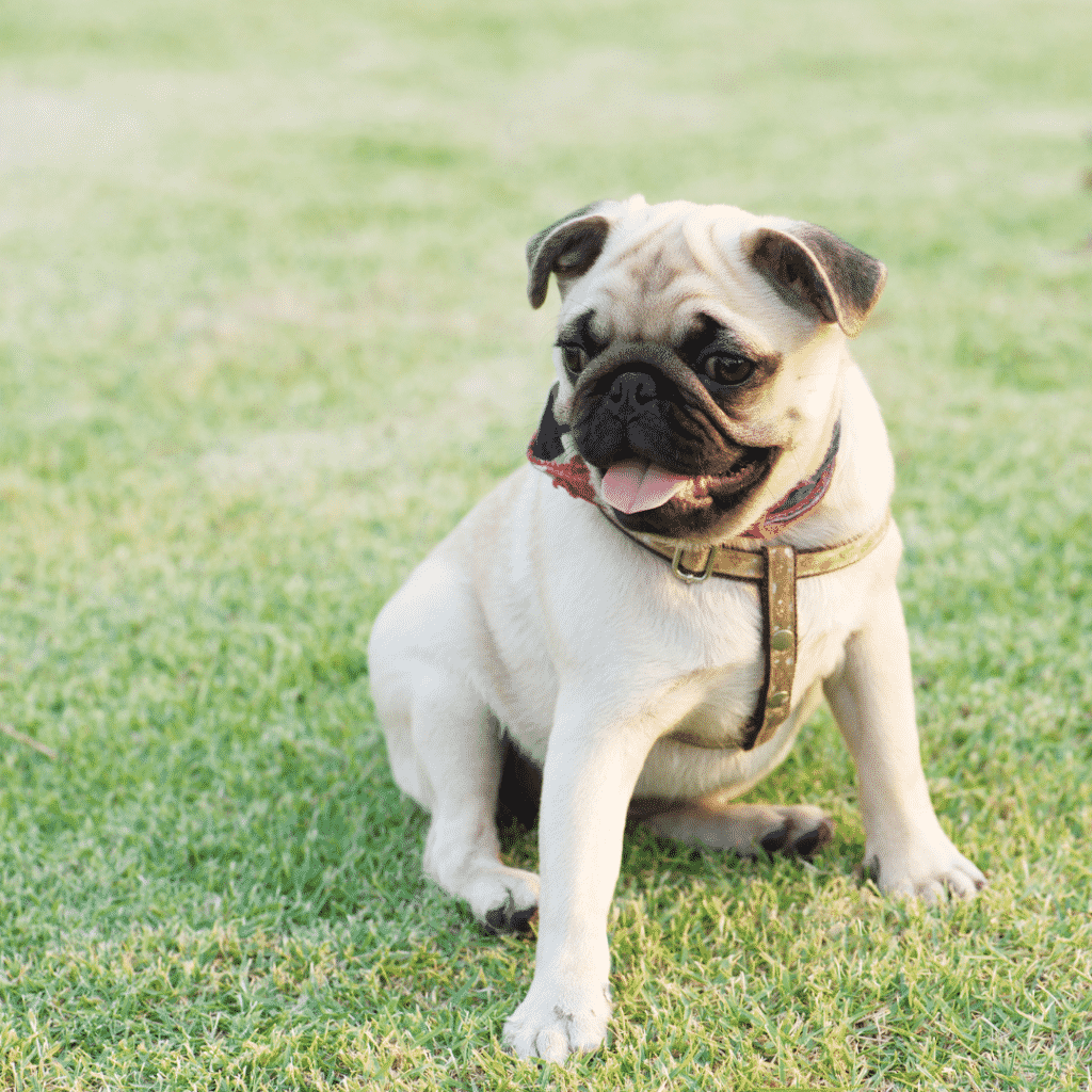 Pug - Small Dog Breeds - medium dog breeds best medium sized dogs ; best medium size dogs ; small to medium sized dogs