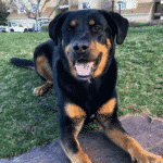 Rottador - Hybrid Dog Breeds