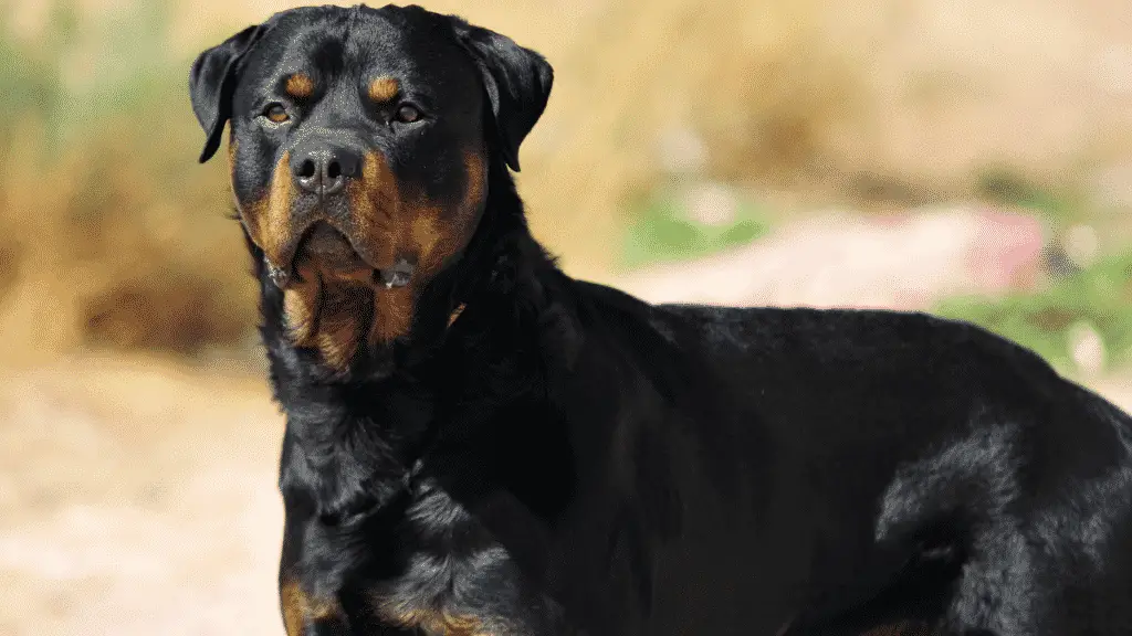 Rottweiler - Big Dogs