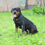 Rottweiler - Popular Dog Breeds