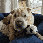 Shar Pei