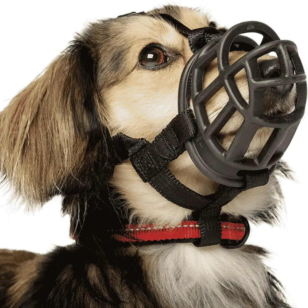 What Is The Best Dog Muzzle For A Small Dog?