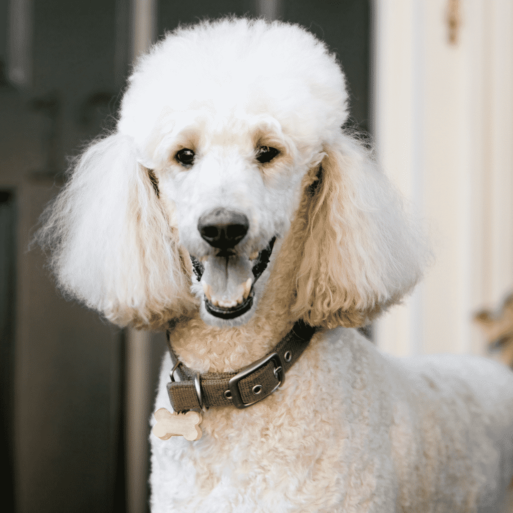 medium dog breeds - poodle