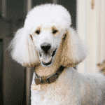 Standard-Poodle