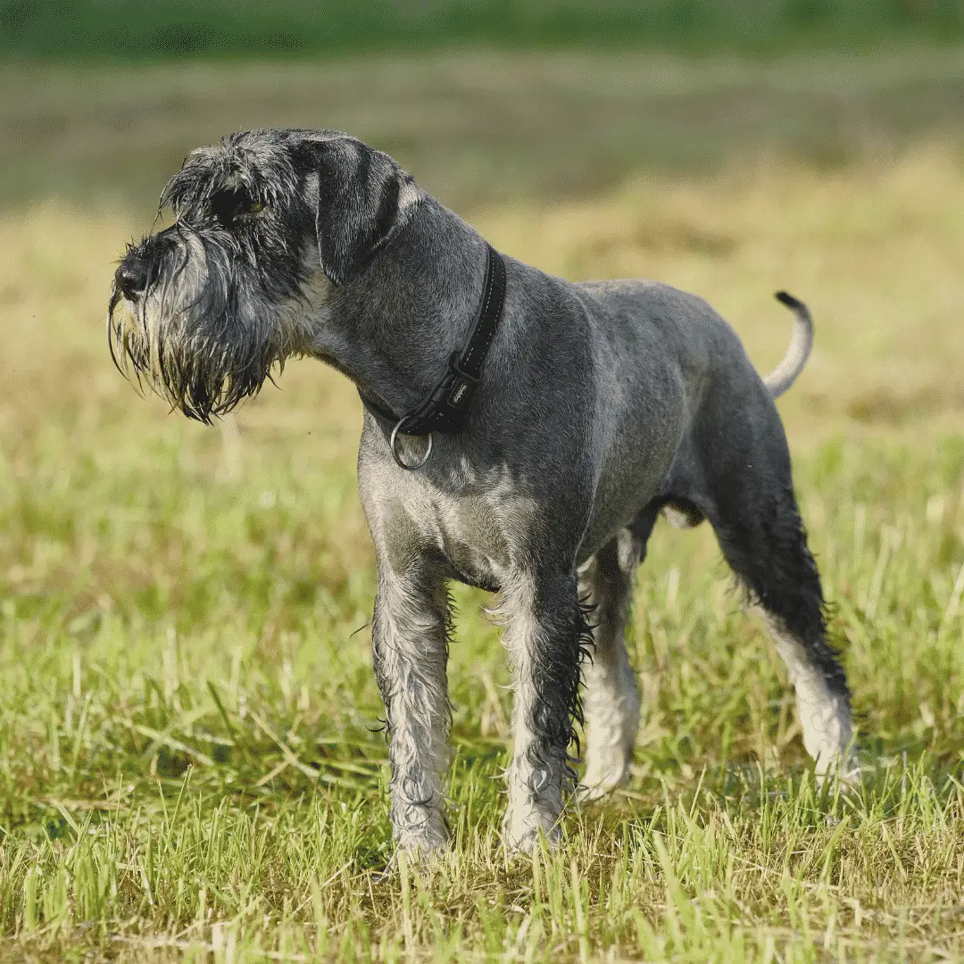 Standard Schnauzer - Medium Sized Dogs That Don't Shed