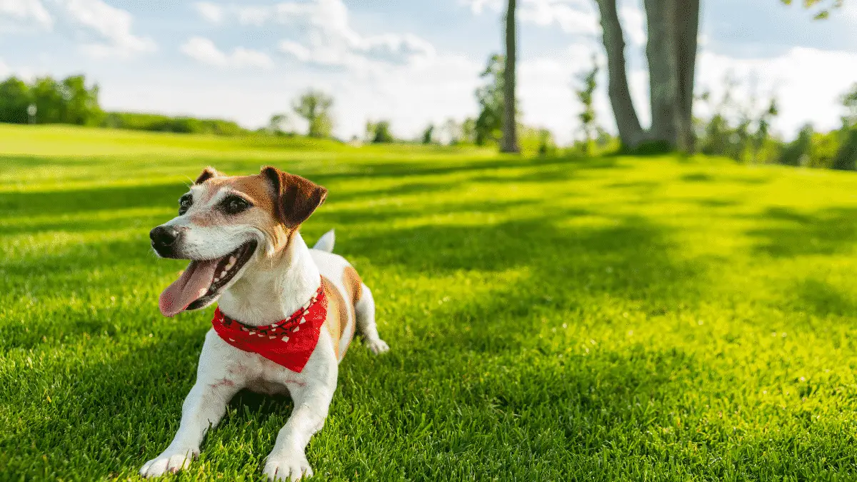 Summer Sunscreen For Dogs