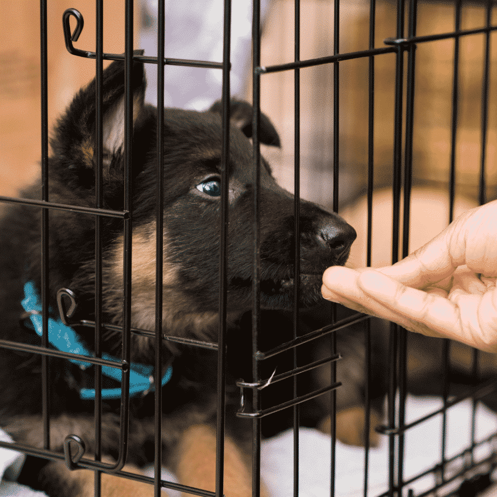 La cage pour chien - un élément essentiel de votre maison